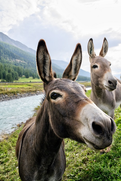Donkey Farm Excellence