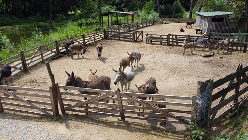 Specialized Donkey Feed