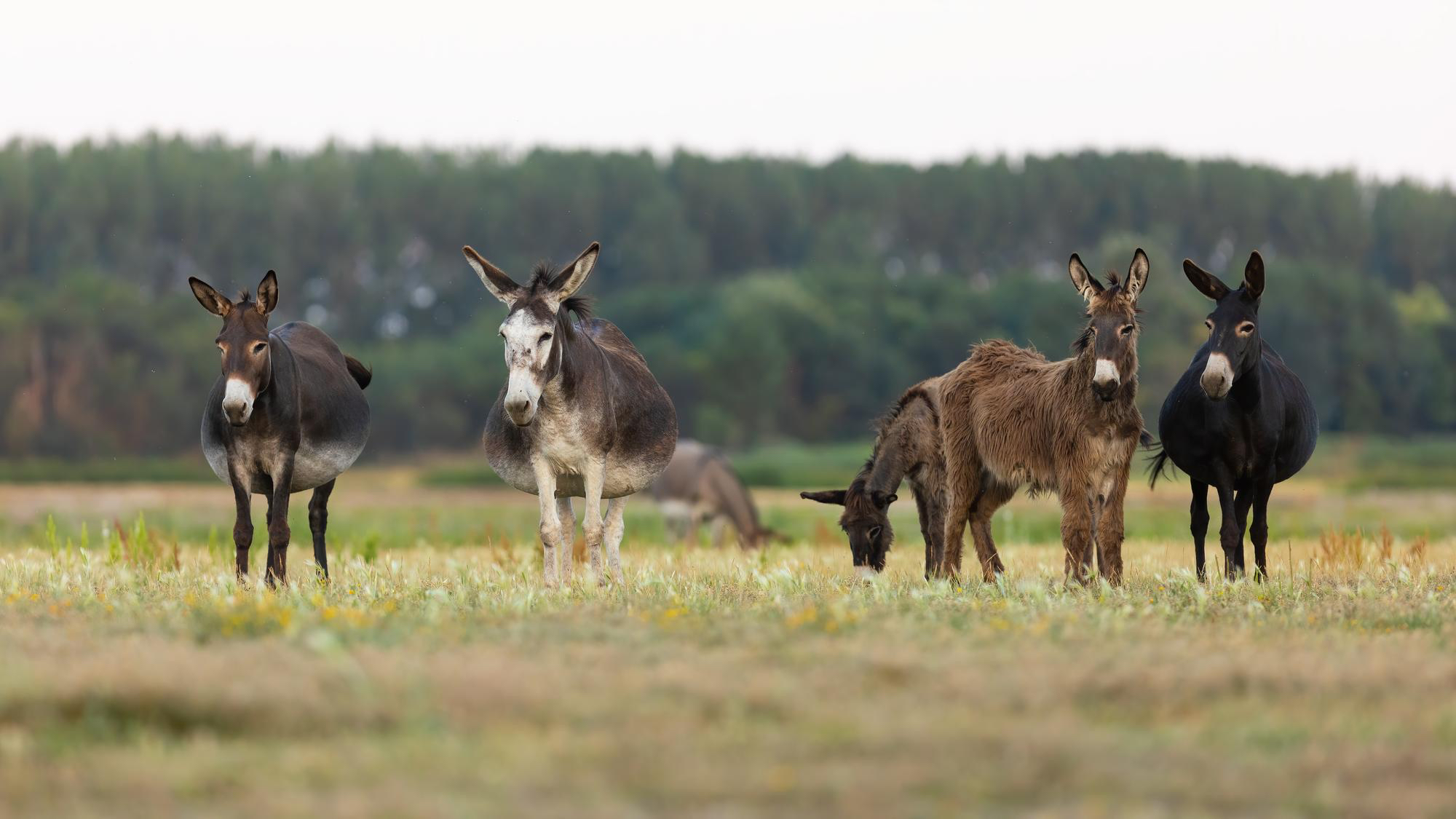 Sustainable Grassland